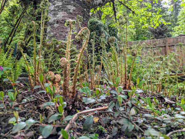 Photo of several ferns recently poked out of the earth, ready to unfurl, amongst the cotoneaster vines under the cherry tree