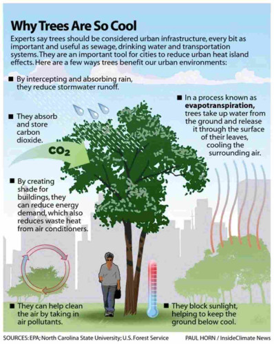 Why Trees Are So Cool 
Experts say trees should be considered urban infrastructure, every bit as important and useful as sewage, drinking water, and transportation systems. They are an important tool for cities to reduce urban heat island effects. Here are a few ways trees benefit our urban environments: 
 - By intercepting and absorbing rain, they reduce storm water runoff. 
 - They absorb and store carbon dioxide. 
 - |n a process known as evapotranspiration, trees take up water from the ground and release it through the surface of their leaves, cooling the surrounding air.  
 - By creating shade for buildings, they can reduce energy demand, which also reduces waste heat from air conditioners. 
 - They can help clean the air by taking in air pollutants.
- They block sunlight, helping to keep the ground below cool. 
SOURCES: EPA; North Carolina State University; U.S. Forest Service 