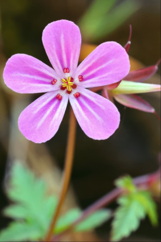 Closeup of a small geranium flower, looking at it face-on. It has pink petals with lengthways white stripes, and neon-red / sunshine yellow inner parts. the background is blurrey foliage and shadow