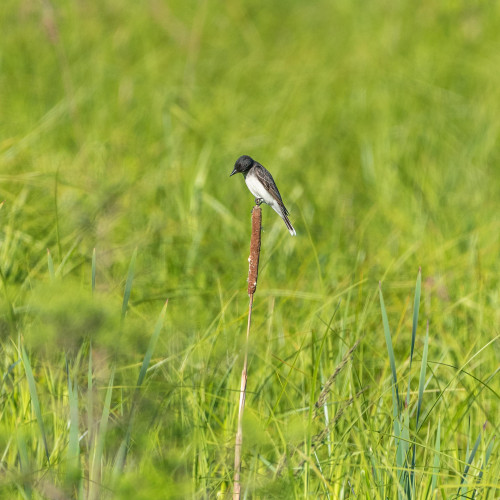 A photograph of an Eastern Kingbird perched on an old cattail stalk, surrounded by green fronds.
