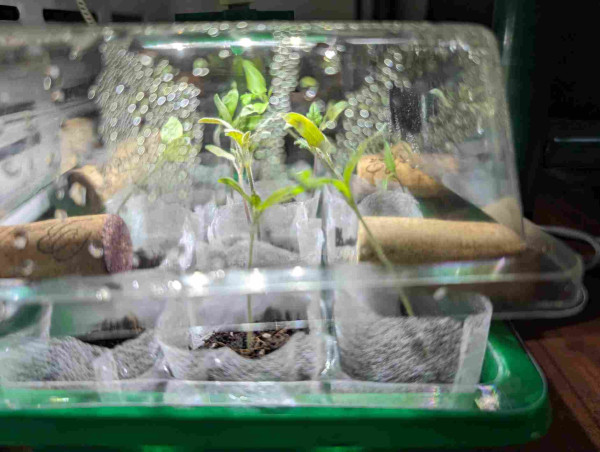 green shoots in a seed tray, under a clear lid with a built-in LED light
