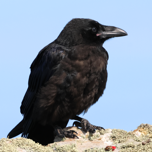 A juvenile Raven, perched on top of a lichen-encrusted wall. The bird is mostly jet black in colour, with shades of brown in the feathers covering the chest and belly, while the heavy-set bill is a dark, steely grey. And right at the base of that bill is a small patch of pink.
