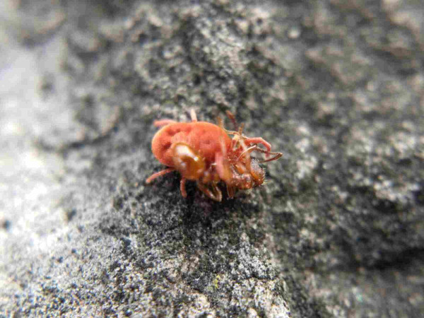 A red velvet mite in a landscape of grey stone sinks its mouthparts into the head of an already dead red-brown ant.