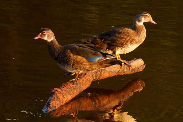 Two male juvenile Wood Ducks on a snag in a pond at sunset.