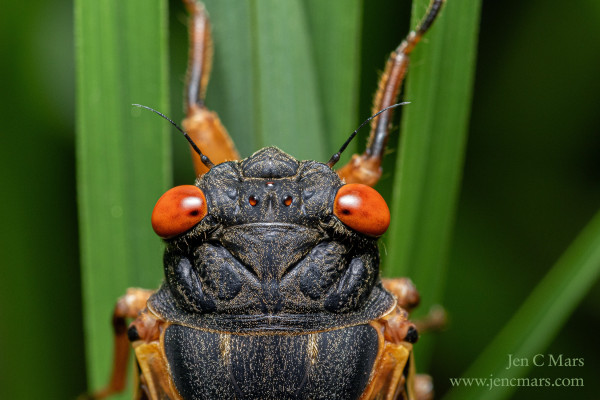 Close-up photo of the top of a cicada's head and thorax as it stands on a long blades of green grass. It has two large red compound eyes and three small simple eyes in a triangle, a black carapace, and orange wings and legs. It's thinly covered in very fine orange hairs.