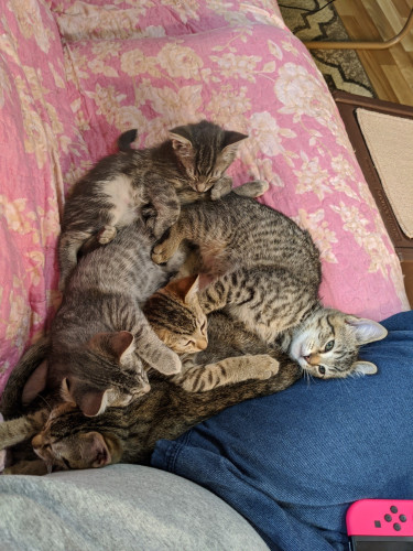 A photo taken from the perspective of a person sitting on a couch looking down at a jumbled pile of kittens squeezed up against them. The couch is covered in a pink floral blanket and there are five tabby kittens. You can also see the corner of a Nintendo Switch on the person's lap, who had fortunately brought some entertainment to occupy themself while trapped by the kittens.
