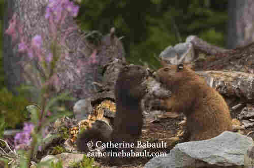A pup and a yearling Vancouver Island marmots play-fighting in the wilderness.