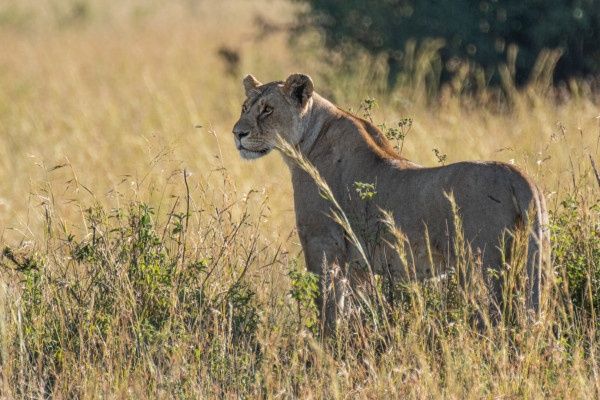 A lioness standing in a grassy field with sunlit vegetation in the background.