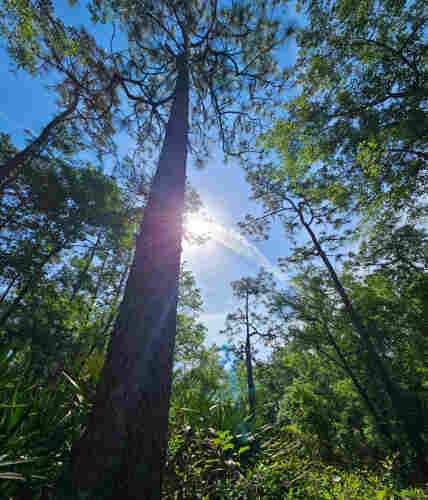 From within a dense part of a nature trail forest looking upwards from the base of a very tall tree. With surrounding trees reaching upwards and lush greens at their base. Against a blue sky, the morning sun casts a sunburst and is coincidentally met with a thin white cloud formation, giving a "smoking sun" impression.  Some lens flare with the blue curves and green dot.
