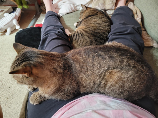 A fuzzy brown tabby lies across whatever lap he can manage, while a chubby brown tabby stretches out between my legs.