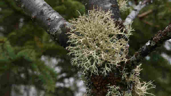 Close-up of Boreal Oakmoss (Evernia mesomorpha) on a wild Cherry tree.
Dark green blurry forest in the background.
