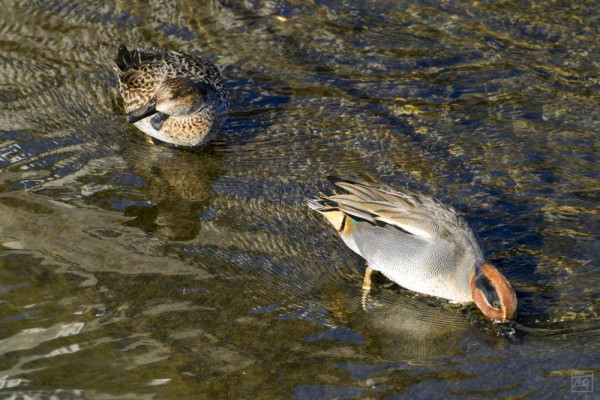 male and female common teal in a shallow creeek