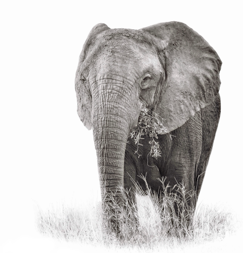 A minimal photo edit in black and white of a very large beautiful elephant silently enjoying a mouthful of new grass in the Queen Elizabeth National Park, Uganda 