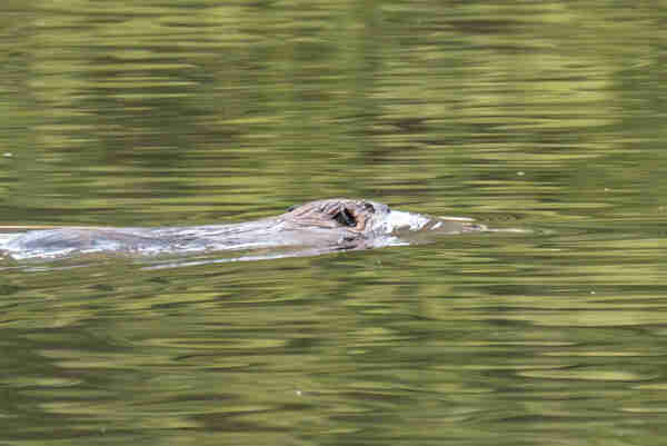 A beaver (or muskrat) swimming through green water.