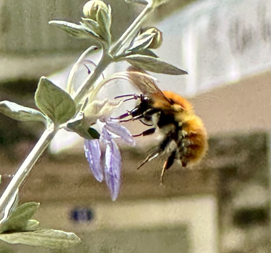 A carder bee - the iPhone 15 Pro camera is good at this kind of thing
