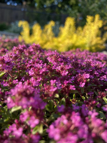 In the foreground is bright magenta creeping thyme in flower. In the background, blurry but bright, is some yellow sedum that is growing up and then hooking over at the end like cane shapes. 