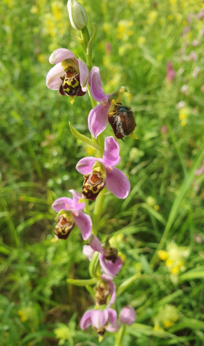 Surprisingly high inflorescence of the European native orchid hybrid Ophrys x albertiana, with dark pink petals and a lip that imitates insects. On one flower lip there's a bug with orchid pollinia attached
