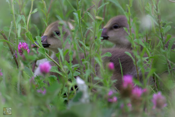 2 Goslings partially obscured by the green of the undergrowth and purple flowers