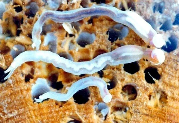 shipworms emerging from a heavily bored piece of wood. they are pale translucent worm-shaped mollusks, with their shells repurposed to be a pair of rasping jaws on one end