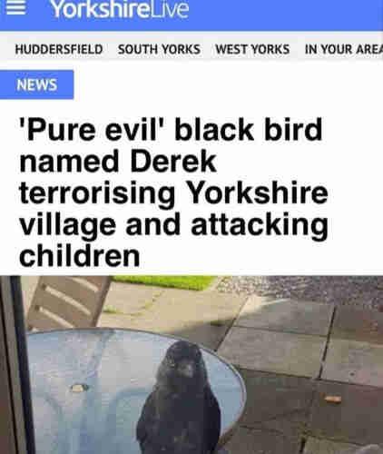 Headline from Yorkshire live: "Pure evil blackbird terrorizing yorkshire village and attacking children"

Photo shows a blackbird, with kind of psycho eyes looking into someone's window. He's definitely looking pretty threatening. I myself would not want to mess with Derek.
