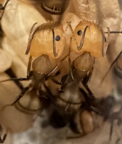Two light brown ants with large yellow heads resting next to each other on a heap of brood. 