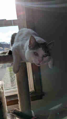 White cat with brown markings laying over the edge of a cat tree with her paws out wide