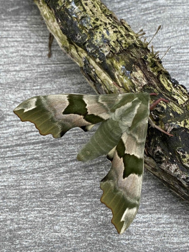 An old ivy stem, once attached to a silver birch, with a Lime Hawk Moth perched on it. The moth has a textured green pattern in multiple shades running down its wings, from its head. The rest of its body is a pale green colour.