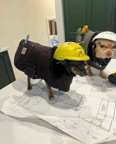 Two small dogs dressed in construction outfits, wearing hard hats and tool belts, stand on a table covered with blueprints.