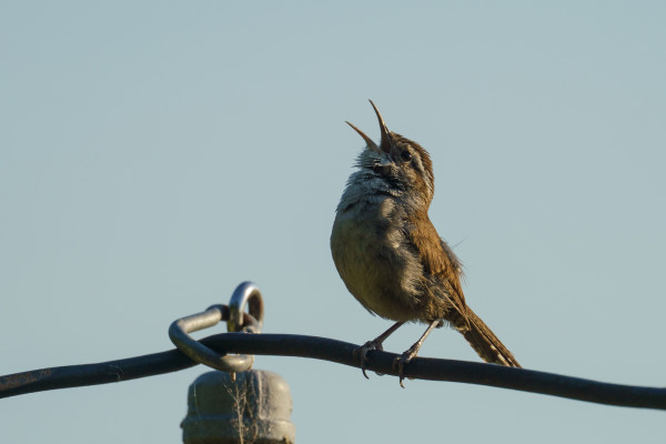 A Bewick's wren head up and back singing loudly on a wire.