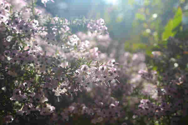 a heather bush (christmas heather, according to plantnet): small needle-shaped green leaves and clusters of pale pink bell-shaped flowers with dark centers. it's a very sunny day and while some of the bush is in shade most of it is in bright sun.