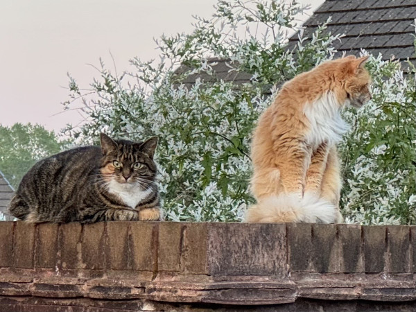 A brick wall with two cats on top, on the left is a tabby and white cat we call “Lookout” and on the right is a very fluffy ginger and white cat we call “fluffy”. 
