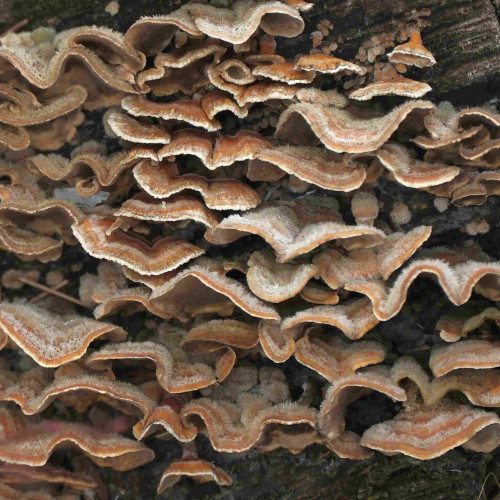 Small cinnamon brown shelf mushrooms with wavy edges and white fuzz on the tops of their caps. They are densely stacked on top of each other.