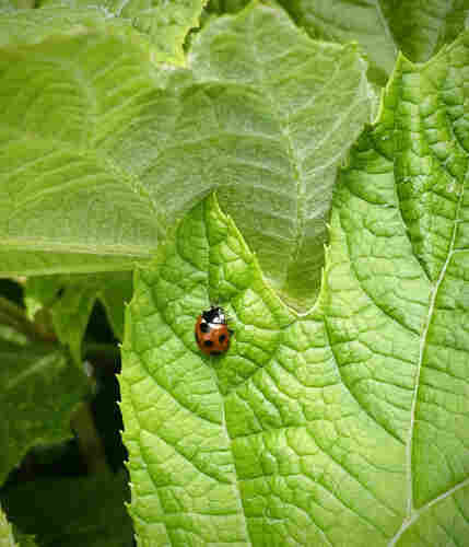 A photo of a ladybug walking on the fleshy leaves of Oakleaf hydrangea.
They have seven black spots on their red backs. 
In Japan, they are called Nanahoshitentou.