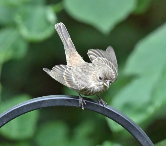 Baby house finch, waving its wings, wanting to be fed. Unfortunately, no one volunteered.