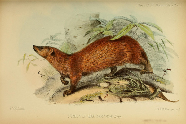 Mongoose illustration, from the source cited above