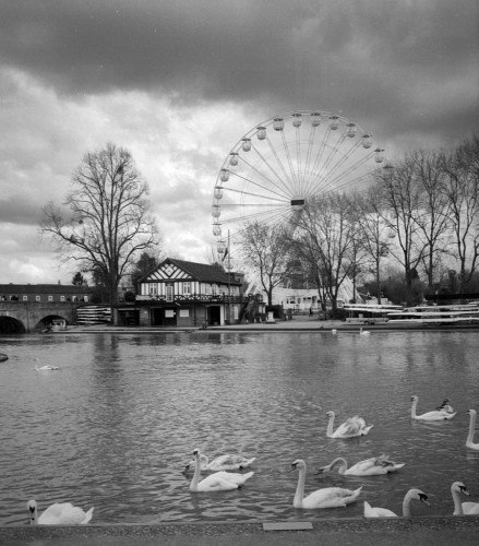 Black and white portrait format photo of a river. On the far side and dominating the skyline is a big Ferris wheel against dark moody clouds. There are bare winter trees in front of it, with a half-timbered boat house. Part of a bridge can just be seen to the left. In the foreground several swans, some immature are swimming from right to left.