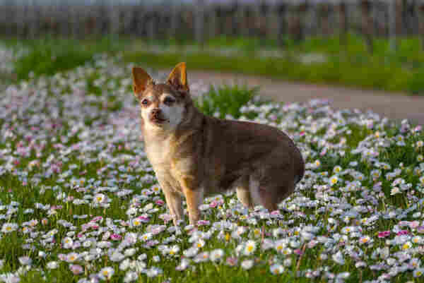 Chihuahua in Gänseblümchenmeer