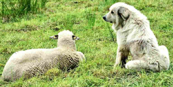 Shepherds have entrusted their herds to dogs for thousands of years. As if they were family, guard dogs chase away anyone who approaches the herd without permission. Here is a French Pyrenean mountain dog with a certain resemblance to the animal it is protecting. 
#myphoto