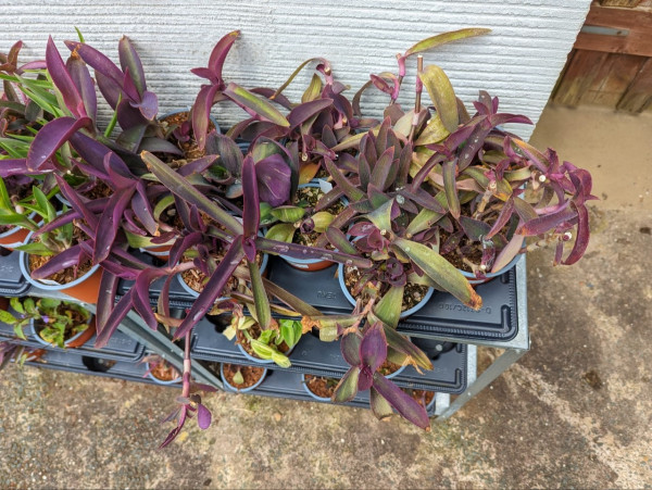 A tray of Tradescantia pallida plants, in various shapes and sizes and with colours ranging from dark green to bright purple.