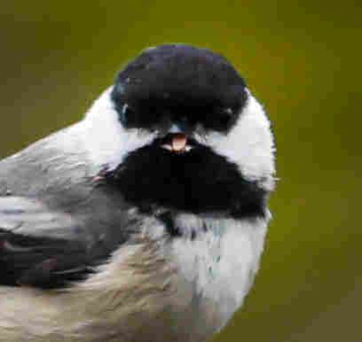 A zoomed in chickadee (black, white, and tan bird) sticking its tongue out.