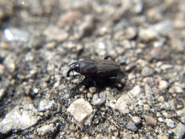A black-brown oblong weevil with a pebbled texture on its thorax, longitudinal grooves on its abdomen, and a thick, downward-curved snout. It is standing on asphalt.