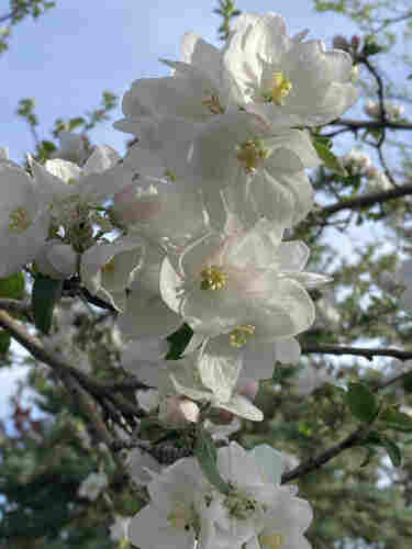 White apple blossoms on tree. Many clusters of full blooms against pale blue morning sky. The light is illuminating the petals.