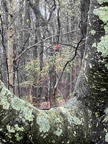 The U shaped part of a grayish-brown tree trunk, with two lichen-covered large branches framing the left, bottom and right of the scene. The lichen is bright green and so are the leaves just starting to come in on the trees in the woods in the background. There's a bright red male cardinal in the distance. He's close enough that you can see he's bending oddly, possibly looking at me slash you slash us and getting ready to fly off, which was his next move.