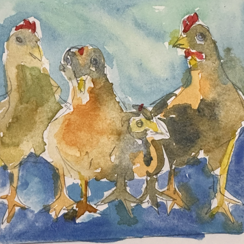 Four young chickens 