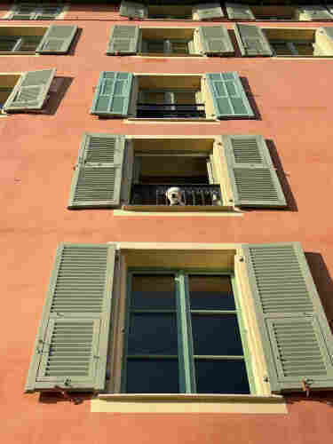 Photo taken from the street looking up at a rosy-peach stucco'd building with tall windows with pale green shutters. In the window of the second floor, a small white dog looks out 