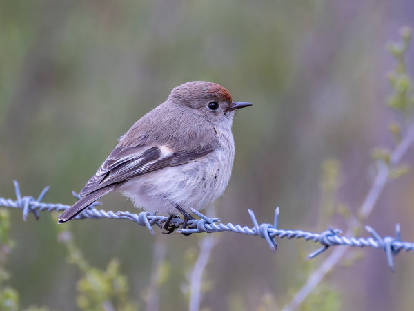 Little Brown Bird with a red cap, on barbed wire
