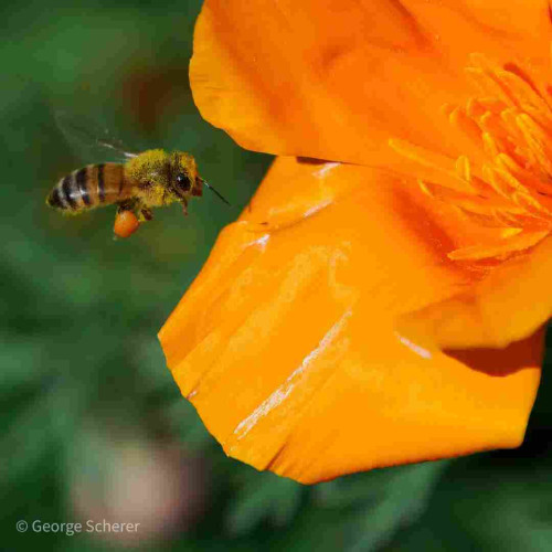 Western honeybee seen from the side flying toward an orange California Poppy flower.