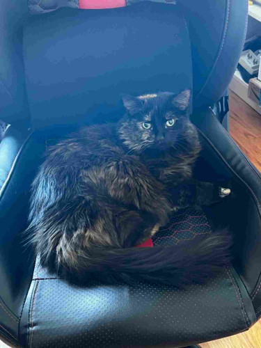 A long-haired mostly-black tortoiseshell cat glares up at the camera from an office chair