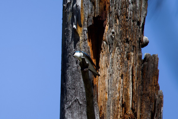 A tree swallow perches on a broken stub of branch emerging from a much-decayed snag tree’s trunk. In the blazing midday sun of the high desert, its back feathers are a decadent iridescent marine blue that ancient craftsmen would have labored weeks to produce in pigment; its front, from cheekbone to undertail coverts, is spotless white. It tips its tiny, almost stylized face to the side to train its dark globe of an eye upon the world. It has a tiny insect-grabbing triangle of beak and a slash of dark bandit-mask across its eyes. Rampantly anthropomorphizing, it looks quizzical!