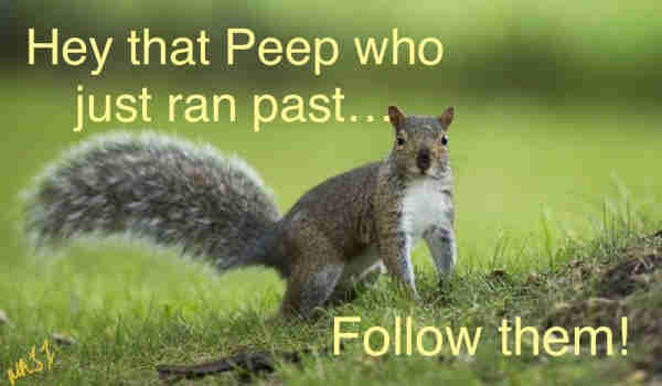 Picture a grey squirrel in a field looking at you saying: “Hey that Peep who just ran past… Follow them ! 